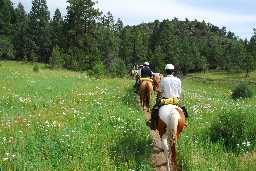 Lush vegetation on trail from Webster Lake to Harlan Camp